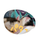 こねこのちび（個別スタンプ：12）
