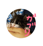 こねこのちび（個別スタンプ：13）