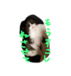 こねこのちび（個別スタンプ：15）