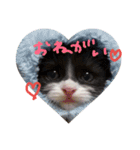 こねこのちび（個別スタンプ：16）