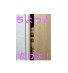 こあのスタンプ！（個別スタンプ：7）