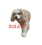 アメコカ 〜日常〜（個別スタンプ：1）