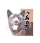 日本犬 甲斐犬 くーちゃん 写真スタンプ（個別スタンプ：2）