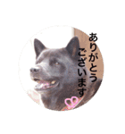 日本犬 甲斐犬 くーちゃん 写真スタンプ（個別スタンプ：3）