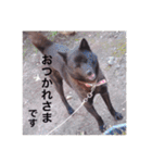 日本犬 甲斐犬 くーちゃん 写真スタンプ（個別スタンプ：6）