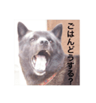 日本犬 甲斐犬 くーちゃん 写真スタンプ（個別スタンプ：7）