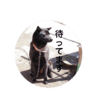 日本犬 甲斐犬 くーちゃん 写真スタンプ（個別スタンプ：11）