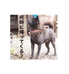 日本犬 甲斐犬 くーちゃん 写真スタンプ（個別スタンプ：16）
