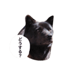 日本犬 甲斐犬 くーちゃん 写真スタンプ（個別スタンプ：18）
