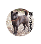 日本犬 甲斐犬 くーちゃん 写真スタンプ（個別スタンプ：19）