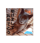 日本犬 甲斐犬 くーちゃん 写真スタンプ（個別スタンプ：23）