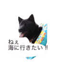 日本犬 甲斐犬 くーちゃん 写真スタンプ（個別スタンプ：24）