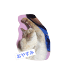 チビにゃんこ（個別スタンプ：1）