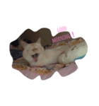 チビにゃんこ（個別スタンプ：2）