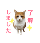 みいたすと仲間たち（個別スタンプ：3）
