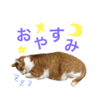 みいたすと仲間たち（個別スタンプ：5）