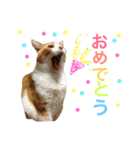 みいたすと仲間たち（個別スタンプ：7）