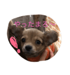 犬のマロン（個別スタンプ：5）