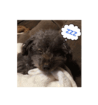 堀犬太郎の毎日（個別スタンプ：1）
