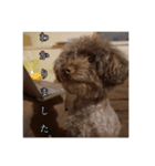 堀犬太郎の毎日（個別スタンプ：3）