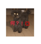 堀犬太郎の毎日（個別スタンプ：4）