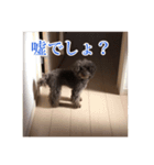 堀犬太郎の毎日（個別スタンプ：5）