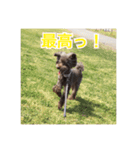 堀犬太郎の毎日（個別スタンプ：6）
