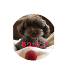 堀犬太郎の毎日（個別スタンプ：7）