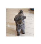 堀犬太郎の毎日（個別スタンプ：8）