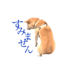 敬語で挨拶 柴犬はな 冬編（個別スタンプ：1）