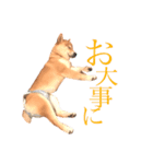 敬語で挨拶 柴犬はな 冬編（個別スタンプ：2）
