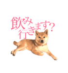 敬語で挨拶 柴犬はな 冬編（個別スタンプ：3）