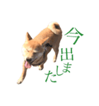 敬語で挨拶 柴犬はな 冬編（個別スタンプ：4）