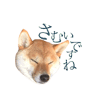敬語で挨拶 柴犬はな 冬編（個別スタンプ：5）