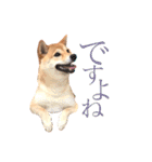 敬語で挨拶 柴犬はな 冬編（個別スタンプ：7）