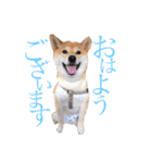 敬語で挨拶 柴犬はな 冬編（個別スタンプ：8）