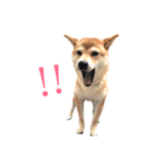 敬語で挨拶 柴犬はな 冬編（個別スタンプ：9）