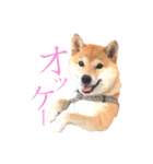 敬語で挨拶 柴犬はな 冬編（個別スタンプ：10）