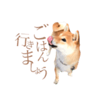 敬語で挨拶 柴犬はな 冬編（個別スタンプ：11）
