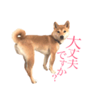 敬語で挨拶 柴犬はな 冬編（個別スタンプ：12）