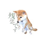 敬語で挨拶 柴犬はな 冬編（個別スタンプ：13）