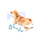 敬語で挨拶 柴犬はな 冬編（個別スタンプ：15）