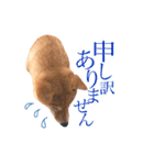 敬語で挨拶 柴犬はな 冬編（個別スタンプ：16）