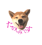 敬語で挨拶 柴犬はな 冬編（個別スタンプ：17）