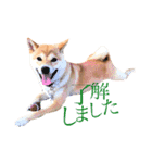 敬語で挨拶 柴犬はな 冬編（個別スタンプ：18）