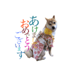 敬語で挨拶 柴犬はな 冬編（個別スタンプ：21）