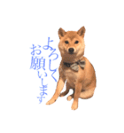敬語で挨拶 柴犬はな 冬編（個別スタンプ：23）