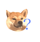 敬語で挨拶 柴犬はな 冬編（個別スタンプ：24）