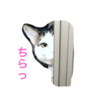 イタズラ猫のマロンちゃん（個別スタンプ：1）