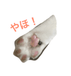 イタズラ猫のマロンちゃん（個別スタンプ：2）